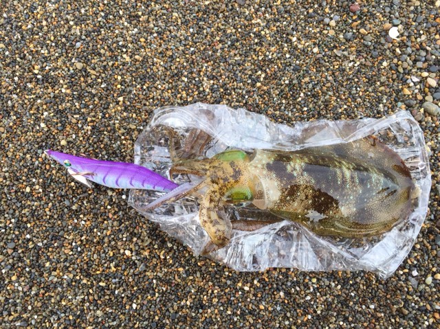 プロショップオオツカ ソルトウォーター部門 ネット通信販売 ブログ写真 2018/09/17