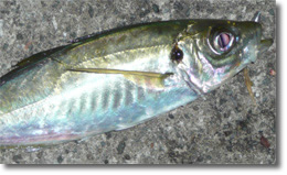 アジングで釣れたアジ