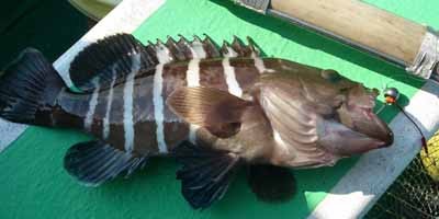 プロショップオオツカ ソルトウォーター部門 ブログ写真 2009/11/11