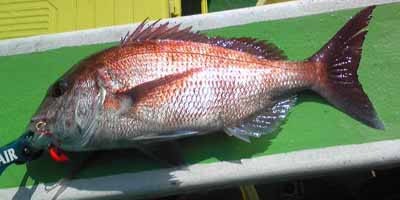 プロショップオオツカ ソルトウォーター部門 ブログ写真 2009/11/11