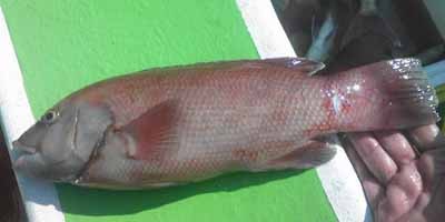 プロショップオオツカ ソルトウォーター部門 ブログ写真 2009/11/11