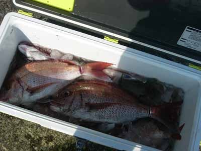 プロショップオオツカ ソルトウォーター部門 ブログ写真 2009/11/11