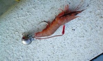 プロショップオオツカ ソルトウォーター部門 ブログ写真 2009/11/20