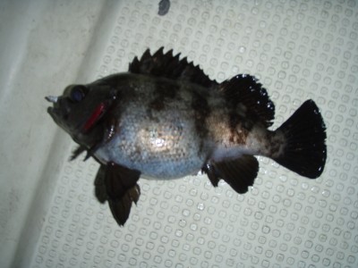 プロショップオオツカ ソルトウォーター部門 ネット通信販売 ブログ写真 2010/01/27