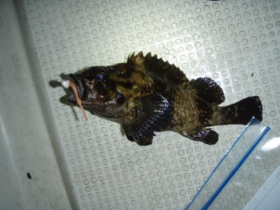 プロショップオオツカ ソルトウォーター部門 ネット通信販売 ブログ写真 2010/01/27