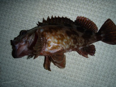 プロショップオオツカ ソルトウォーター部門 ネット通信販売 ブログ写真 2010/01/27