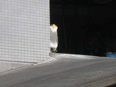 プロショップオオツカ ソルトウォーター部門 ネット通信販売 ブログ写真 2010/01/28