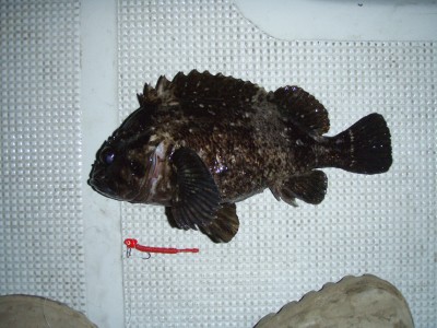 プロショップオオツカ ソルトウォーター部門 ネット通信販売 ブログ写真 2010/02/01