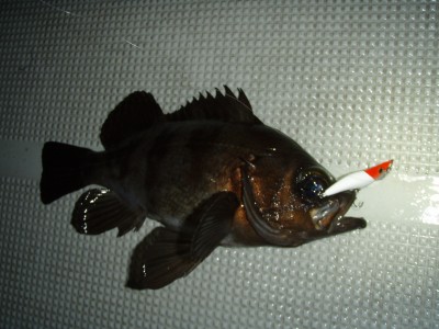 プロショップオオツカ ソルトウォーター部門 ネット通信販売 ブログ写真 2010/02/01