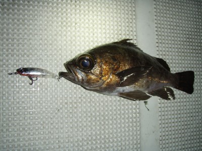 プロショップオオツカ ソルトウォーター部門 ネット通信販売 ブログ写真 2010/02/01