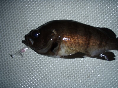 プロショップオオツカ ソルトウォーター部門 ネット通信販売 ブログ写真 2010/02/01