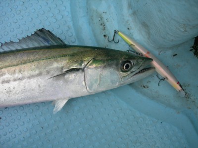 プロショップオオツカ ソルトウォーター部門 ネット通信販売 ブログ写真 2010/03/10