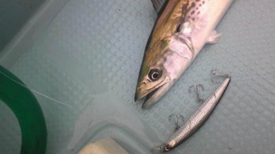 プロショップオオツカ ソルトウォーター部門 ネット通信販売 ブログ写真 2010/03/10