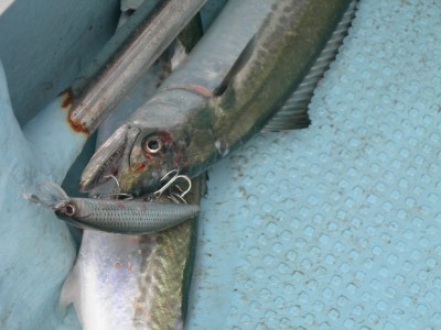 プロショップオオツカ ソルトウォーター部門 ネット通信販売 ブログ写真 2010/03/10