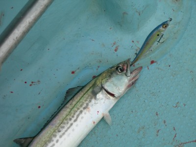 プロショップオオツカ ソルトウォーター部門 ネット通信販売 ブログ写真 2010/03/10