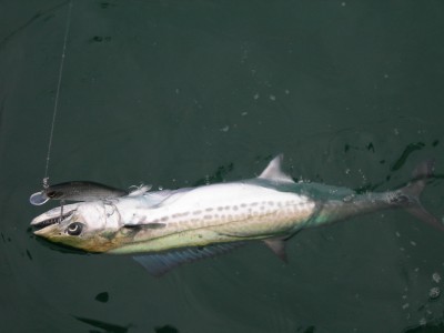 プロショップオオツカ ソルトウォーター部門 ネット通信販売 ブログ写真 2010/03/10