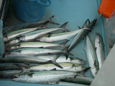 プロショップオオツカ ソルトウォーター部門 ネット通信販売 ブログ写真 2010/03/10