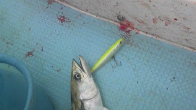 プロショップオオツカ ソルトウォーター部門 ネット通信販売 ブログ写真 2010/03/10