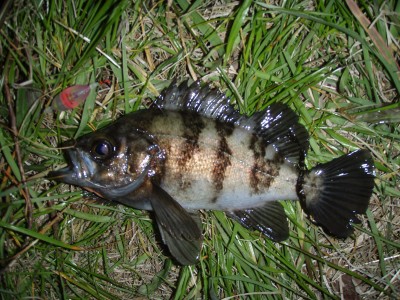 プロショップオオツカ ソルトウォーター部門 ネット通信販売 ブログ写真 2010/03/17