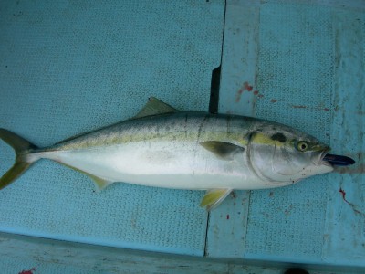 プロショップオオツカ ソルトウォーター部門 ネット通信販売 ブログ写真 2010/05/12