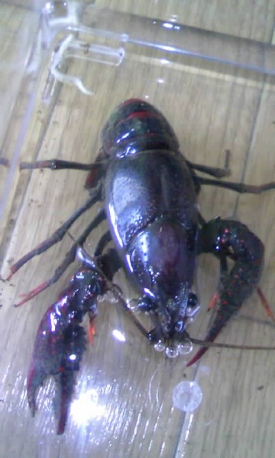 プロショップオオツカ ソルトウォーター部門 ネット通信販売 ブログ写真 2010/06/11