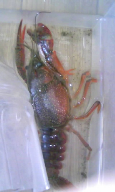 プロショップオオツカ ソルトウォーター部門 ネット通信販売 ブログ写真 2010/06/11