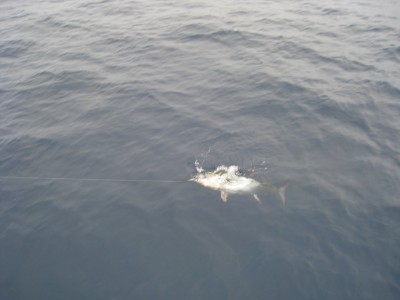 プロショップオオツカ ソルトウォーター部門 ネット通信販売 ブログ写真 2010/07/05