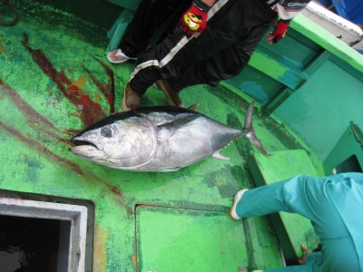 プロショップオオツカ ソルトウォーター部門 ネット通信販売 ブログ写真 2010/07/05