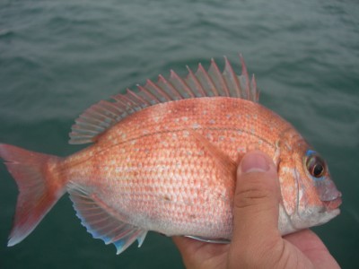 プロショップオオツカ ソルトウォーター部門 ネット通信販売 ブログ写真 2010/07/14