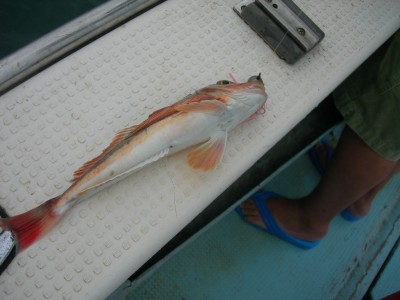 プロショップオオツカ ソルトウォーター部門 ネット通信販売 ブログ写真 2010/07/14