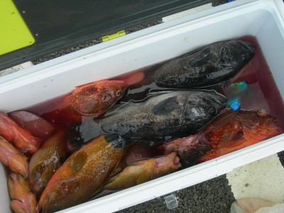 プロショップオオツカ ソルトウォーター部門 ネット通信販売 ブログ写真 2010/08/13