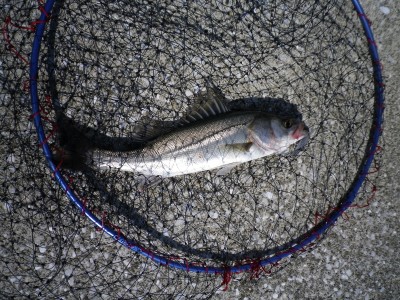 プロショップオオツカ ソルトウォーター部門 ネット通信販売 ブログ写真 2010/10/02