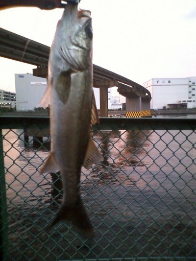 プロショップオオツカ ソルトウォーター部門 ネット通信販売 ブログ写真 2010/10/17