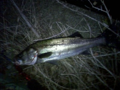 プロショップオオツカ ソルトウォーター部門 ネット通信販売 ブログ写真 2010/10/17