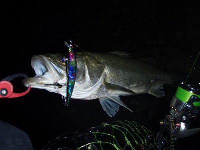 プロショップオオツカ ソルトウォーター部門 ネット通信販売 ブログ写真 2010/10/22