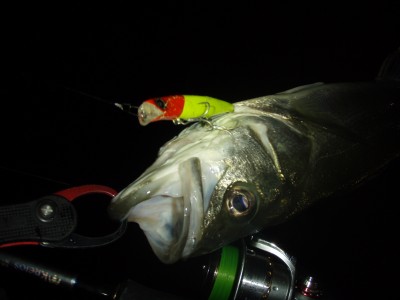 プロショップオオツカ ソルトウォーター部門 ネット通信販売 ブログ写真 2010/10/22