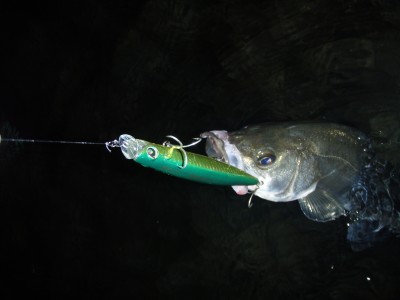 プロショップオオツカ ソルトウォーター部門 ネット通信販売 ブログ写真 2010/10/22