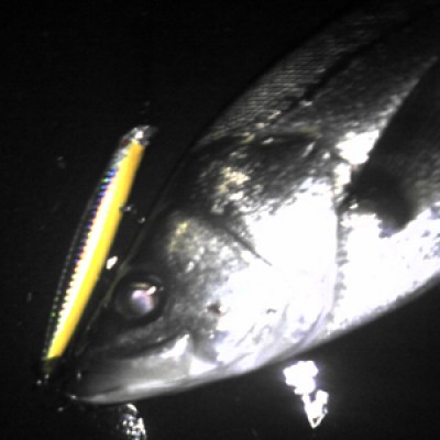 プロショップオオツカ ソルトウォーター部門 ネット通信販売 ブログ写真 2010/10/28