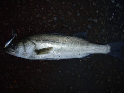 プロショップオオツカ ソルトウォーター部門 ネット通信販売 ブログ写真 2010/10/31