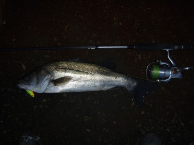 プロショップオオツカ ソルトウォーター部門 ネット通信販売 ブログ写真 2010/10/31