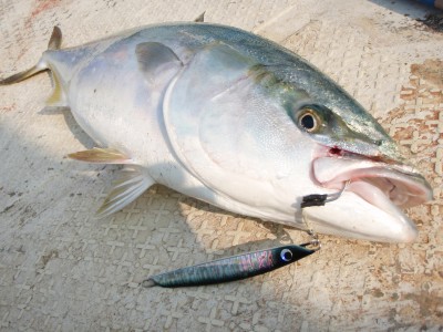 プロショップオオツカ ソルトウォーター部門 ネット通信販売 ブログ写真 2010/11/18