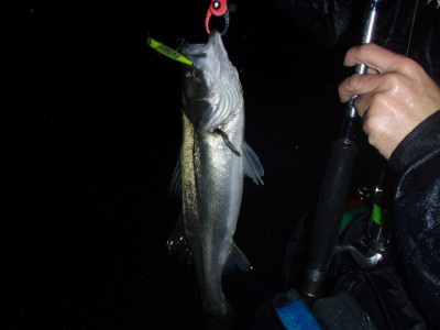 プロショップオオツカ ソルトウォーター部門 ネット通信販売 ブログ写真 2010/11/26