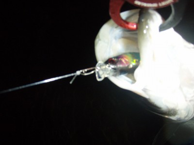 プロショップオオツカ ソルトウォーター部門 ネット通信販売 ブログ写真 2010/11/26