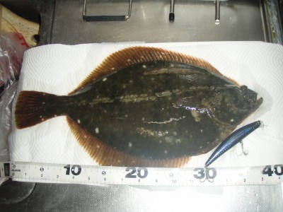 プロショップオオツカ ソルトウォーター部門 ネット通信販売 ブログ写真 2010/12/08