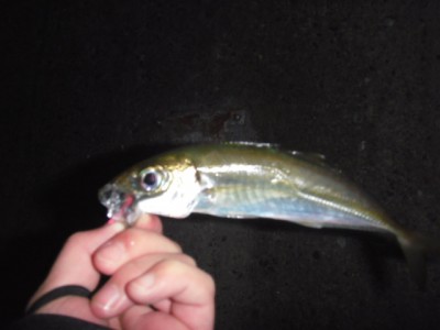 プロショップオオツカ ソルトウォーター部門 ネット通信販売 ブログ写真 2010/12/09