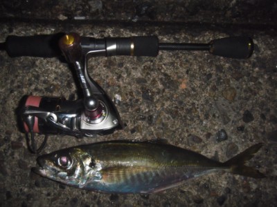 プロショップオオツカ ソルトウォーター部門 ネット通信販売 ブログ写真 2010/12/09