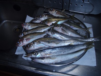 プロショップオオツカ ソルトウォーター部門 ネット通信販売 ブログ写真 2010/12/22