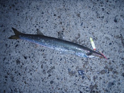 プロショップオオツカ ソルトウォーター部門 ネット通信販売 ブログ写真 2010/12/22