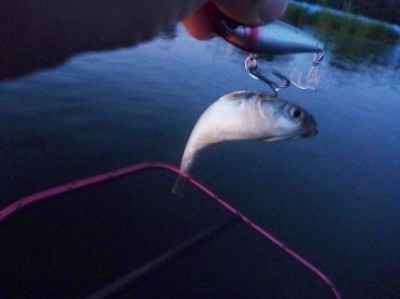 プロショップオオツカ ソルトウォーター部門 ネット通信販売 ブログ写真 2011/07/17