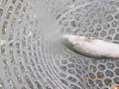 プロショップオオツカ ソルトウォーター部門 ネット通信販売 ブログ写真 2011/08/03